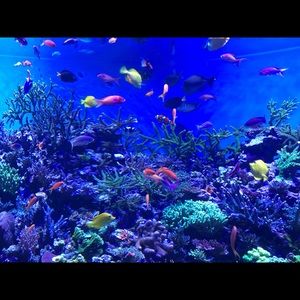 Meet your Posher, Tina